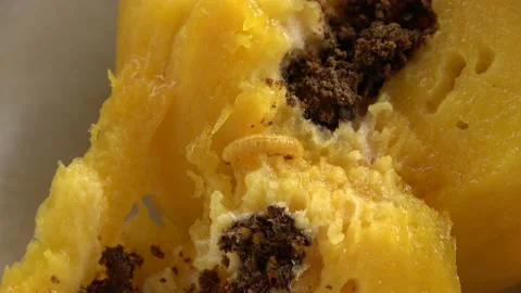 Mango Pulp Weevil, Malaysia Stock Footage 140553846