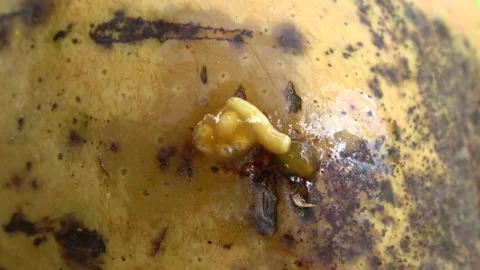 Mango Pulp Weevil, Malaysia Stock-Footage 140553930