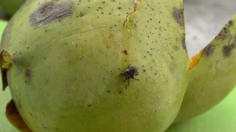 Mango Pulp Weevil, Malaysia Stock Footage 140553939