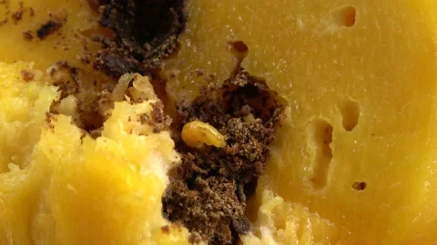 Mango Pulp Weevil, Malaysia Stock Footage 140553970