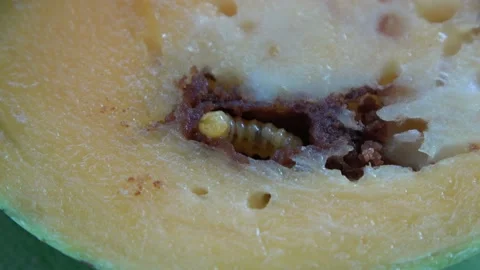 Mango Pulp Weevil, Malaysia Stock Footage 140554083
