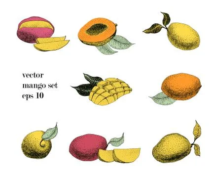 Mango retro illustration set. Botanical mango fruit illustration. Engraved .. Stock Illustration