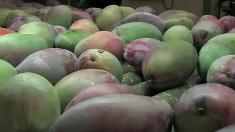Mango rolling in a industrial line of packaging Stock Footage 254330035