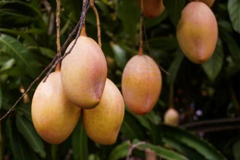Mango rows in the garden. Red ripe mango enhances the beauty of the garden. Stock Photos