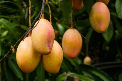 Mango rows in the garden. Red ripe mango enhances the beauty of the garden. R Stock Photos
