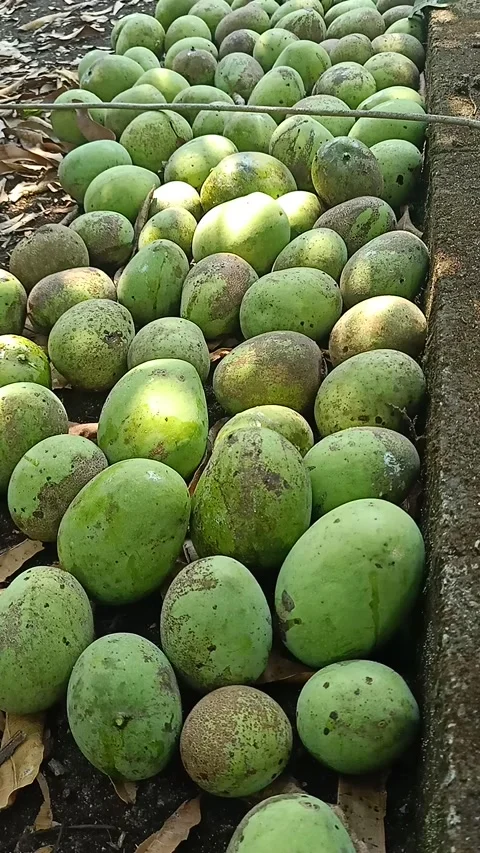Mango season Stock Footage 150249534