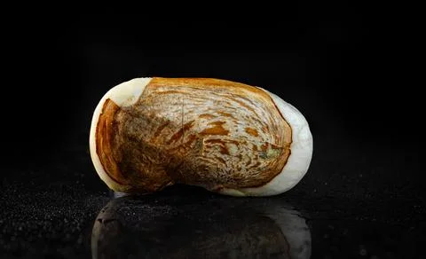 Mango seed on black background Stock Photos
