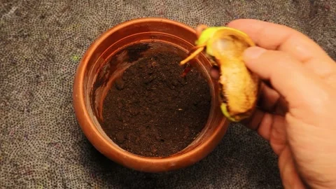 Mango Seed Germination Time-Lapse from Cotton to Soil in Two Months Stock-Footage 332889895