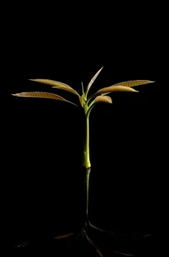 Mango seedling Stock Photos