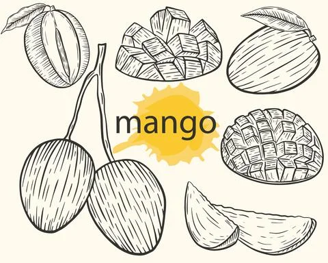 Mango set, vector. Sketch whole and sliced fruit, mango on a branch. Illustrazione stock