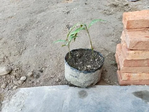 Mango shoots planted in plastic bag growing media grow well and have good l.. Stock Photos