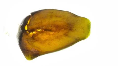 Mango slice  - time lapse drying out over a white back ground Stock Footage 65225315