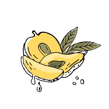Mango sliced and half fruit ink sketch illustration イラスト素材