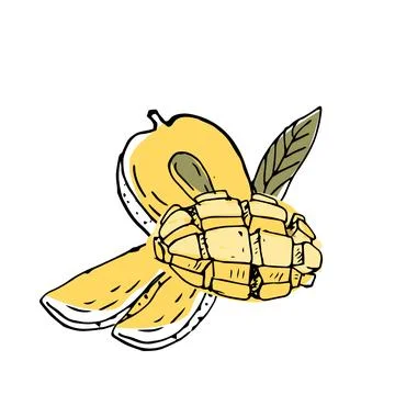 Mango sliced and half fruit ink sketch illustration イラスト素材