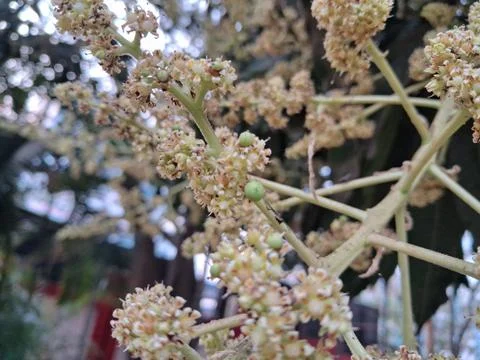 Mango Small creamy-white flowers bloom in clustered branches, tiny green buds. Stock Photos