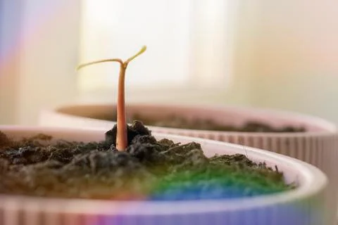 Mango sprout in a pot Stock Photos