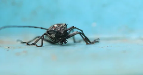 Mango Stem Borer Infestation Macro shot Stock Footage 318067852