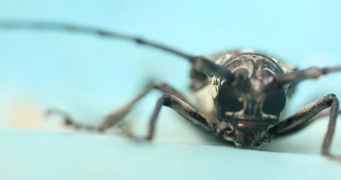 Mango Stem Borer Infestation Macro shot Stock Footage 318069518