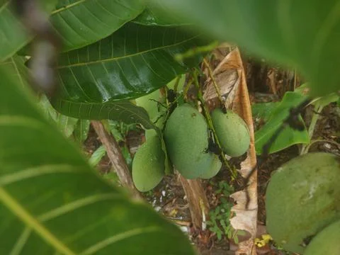 Mango Stone Fruit Foto stock