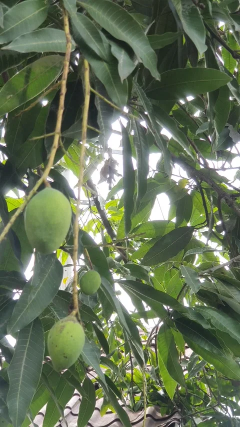 Mango swaying in the wind Stock Footage 311869531