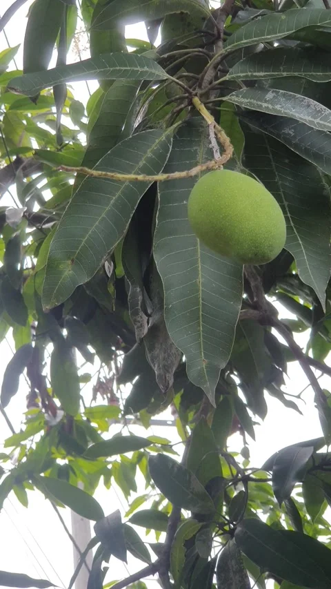 Mango swaying in the wind Stock Footage 311869756