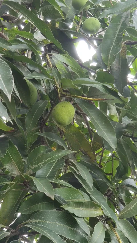 Mango swaying in the wind Stock Footage 311871531