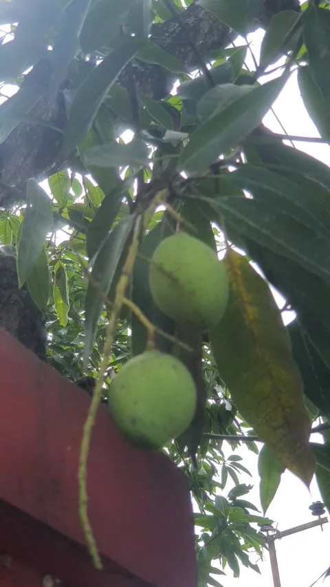 Mango swaying in the wind Stock Footage 311873673