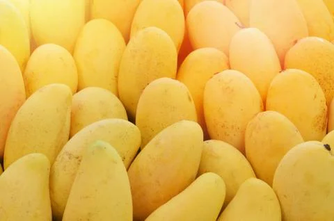 Mango texture background / Pile of Ripe fresh mango fruit yellow sweet 스톡 사진