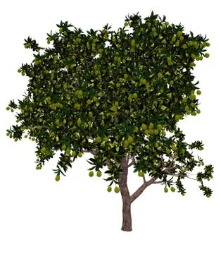 Mango tree - 3D render Stock Illustration