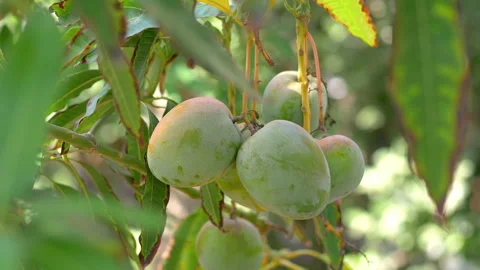 Mango tree in 4K slow motion 60fps Stock Footage 113691255