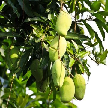 Mango tree in afternoon daylight. Stock Photos