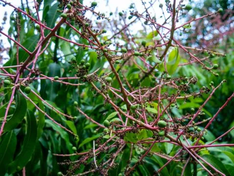 Mango tree and flowers, small mangoes growing Stock Photos