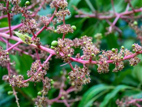Mango tree and flowers, small mangoes growing Stock Photos