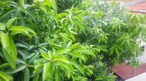 Mango Tree and leaves movement with Nature Stock Footage 37650132