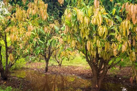 Mango tree and mango garden 库存照片