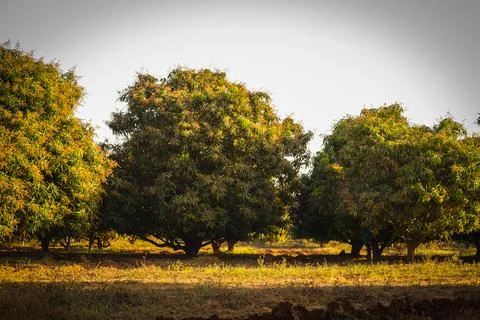 Mango tree and Mango garden,Mango flowers on mango tree,mango farming, agricu Stock Photos