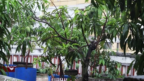 Mango Tree Background Stock Footage 308007351