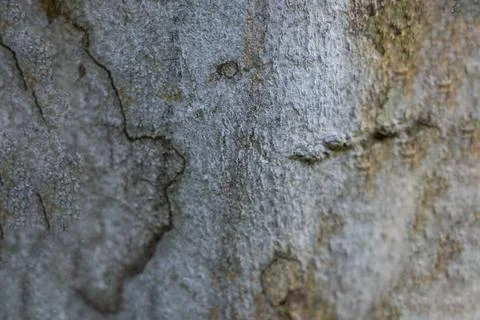 Mango tree bark is rough and grayish brown with patches texture Stock Photos