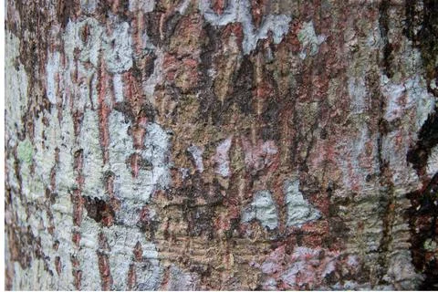 Mango tree bark surface texture Foto stock