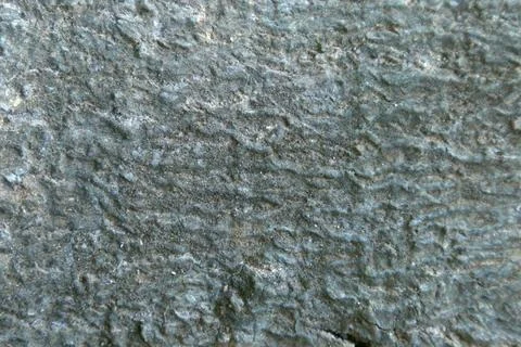 Mango tree bark texture Stock Photos