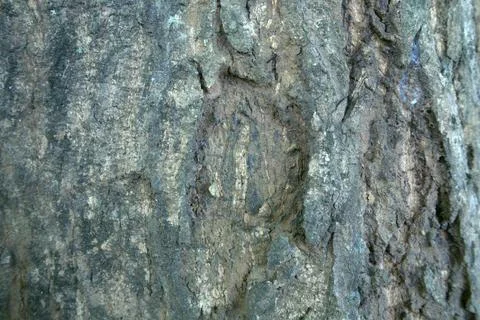 Mango tree bark texture Stock Photos