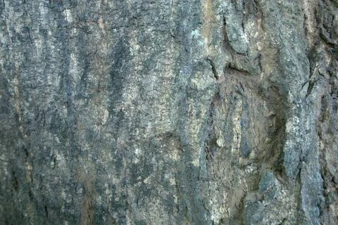 Mango tree bark texture Stock Photos