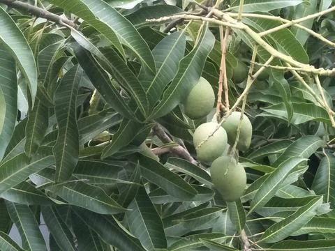 Mango tree bearing fruit Stock Photos