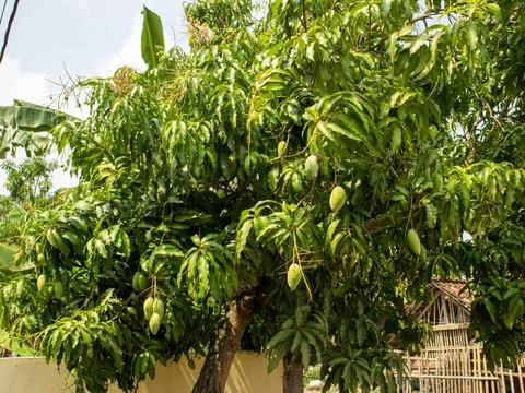Mango tree bears fruit in the garden Stock Photos