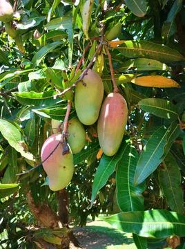 Mango tree with beautiful mangos Stock Photos