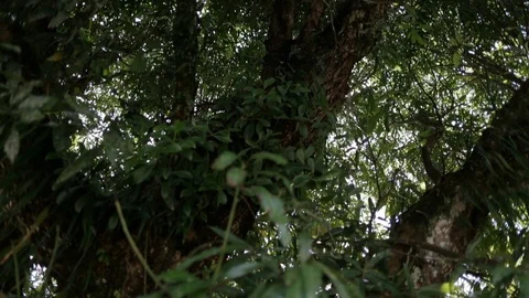 Mango tree from below Video stock 101664651