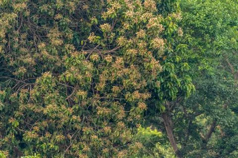 Mango-tree-in-bloom-in-forest Foto stock