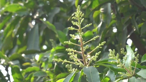 Mango tree with blooming flowers portrait video Stock Footage 300086325