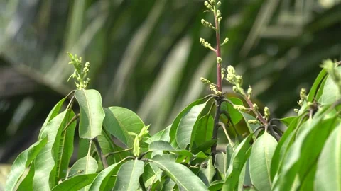 Mango tree with blooming flowers portrait video 動画素材 300086520