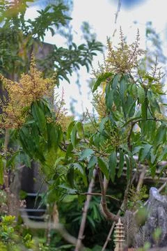 The mango tree is blooming in the garden Stock Photos